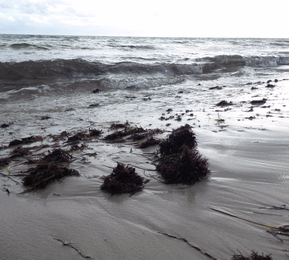 Am Südstrand von Falsterbo